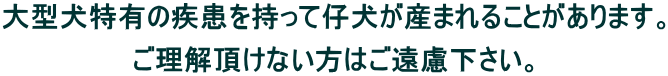 大型犬特有の疾患を持って仔犬が産まれることがあります。 ご理解頂けない方はご遠慮下さい。